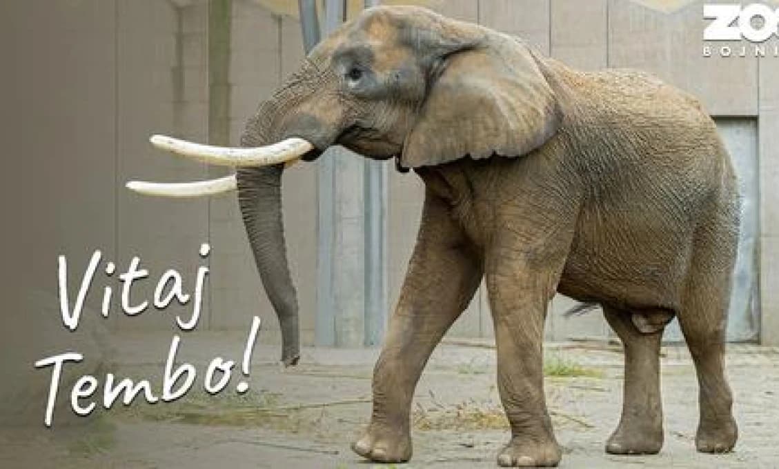 Najväčší vianočný darček! Bojnická zoo má po takmer 40 rokoch nového slona, samca Temba (VIDEO)