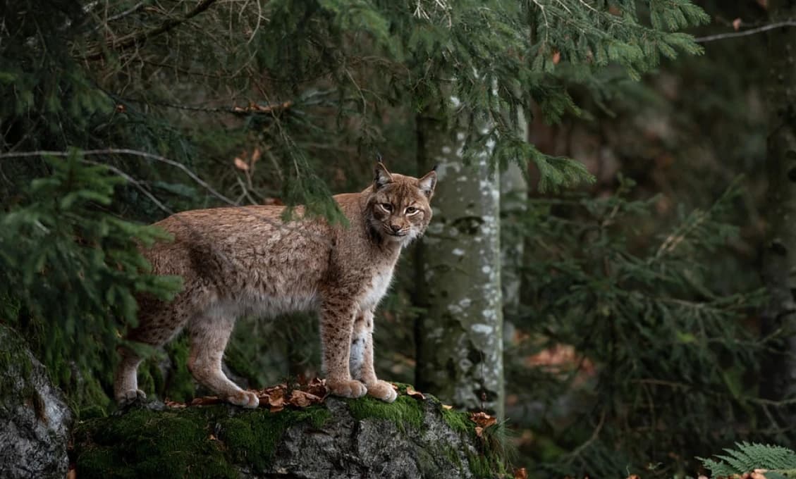 NÁJDI RYSA! Veľká noc v bojnickej zoo bude v znamení hľadania (FOTO v článku)