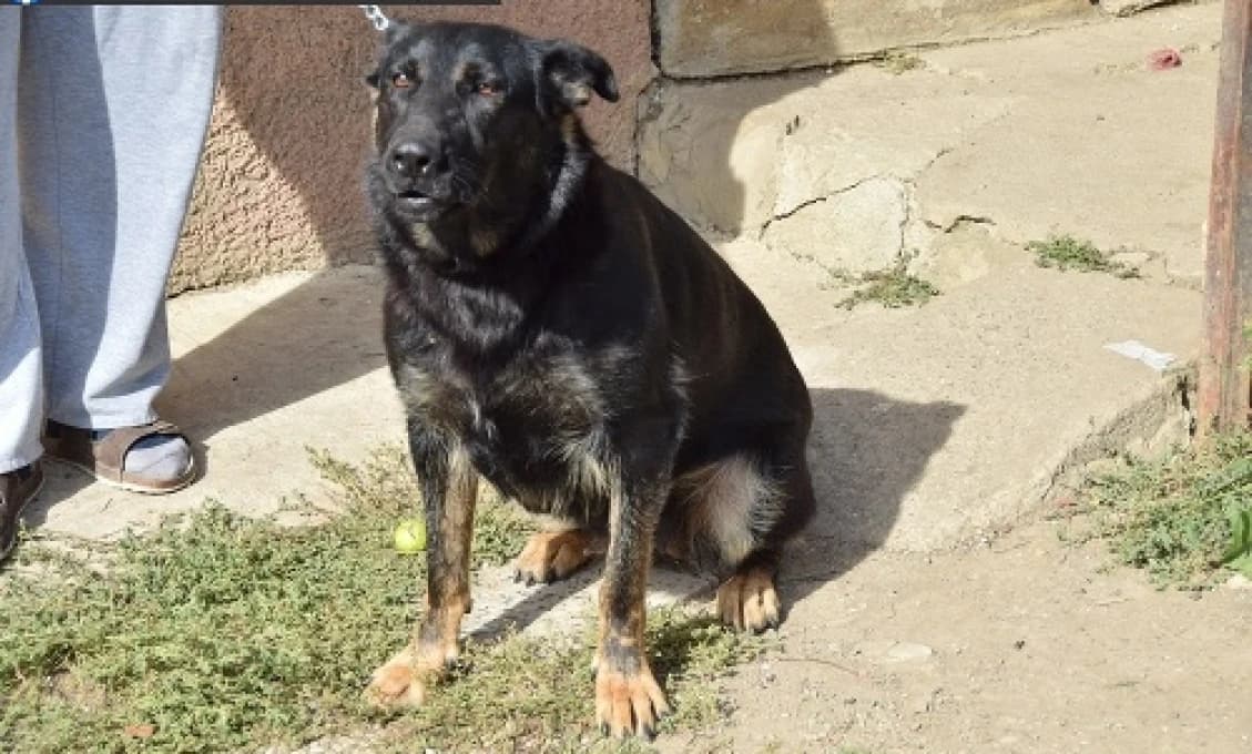 Na Myjave ZAÚTOČIL pes na osemročné dievčatko: Leží v nemocnici s VÁŽNYMI zraneniami!