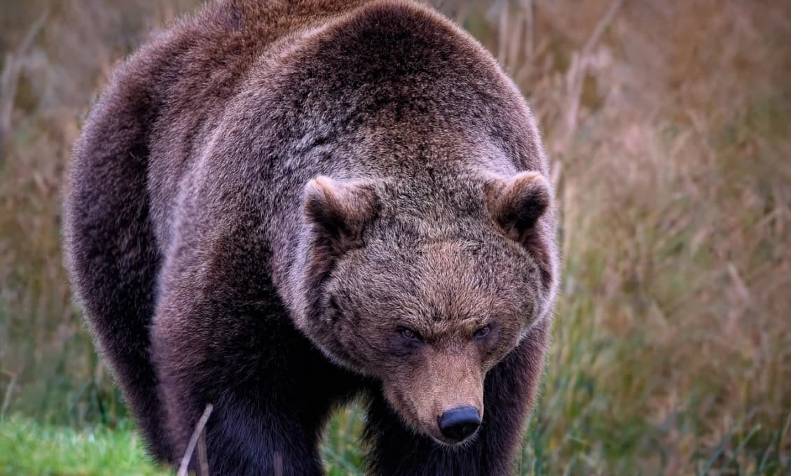 VAROVANIE! MEDVEĎ sa pohybuje blízko domov! Jahňatá ROZTRHAL na kusy