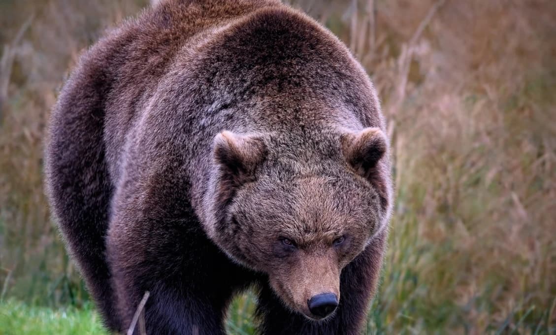 POZOR! V blízkosti TOHTO mesta spozorovali medvedicu s mláďatami