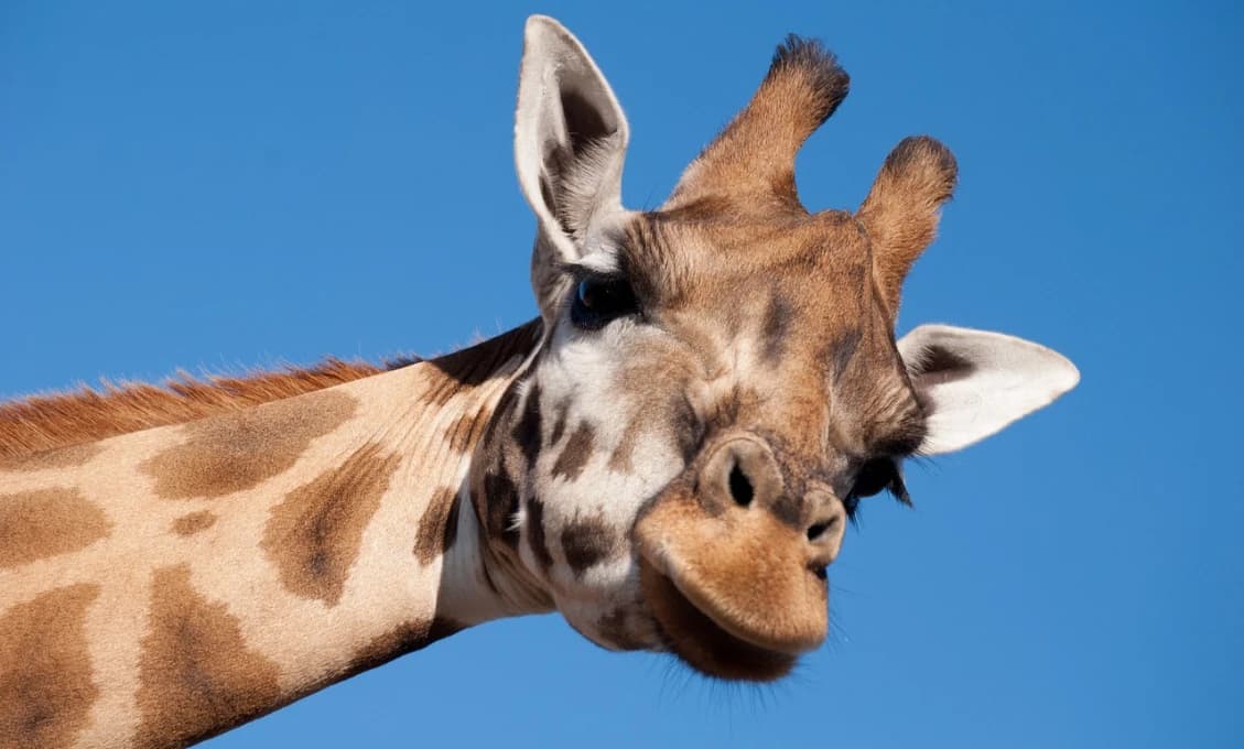 Zoo Bratislava pozýva: Oslávte s nami svetový deň žiráf
