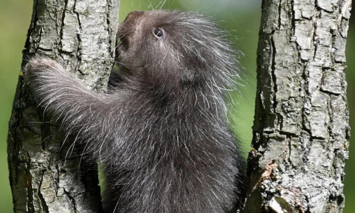 Mestská polícia NAHÁŇALA urzona kanadského! Ušiel zo ZOO