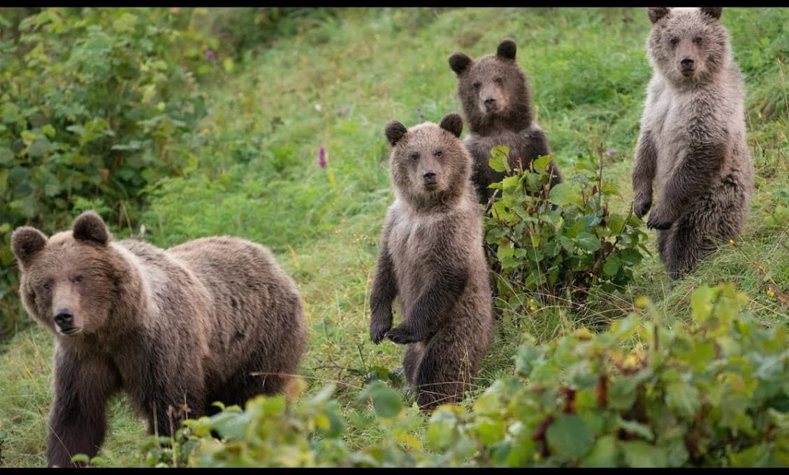 Tatranské medvieďatá sa udomácňujú v košickej ZOO