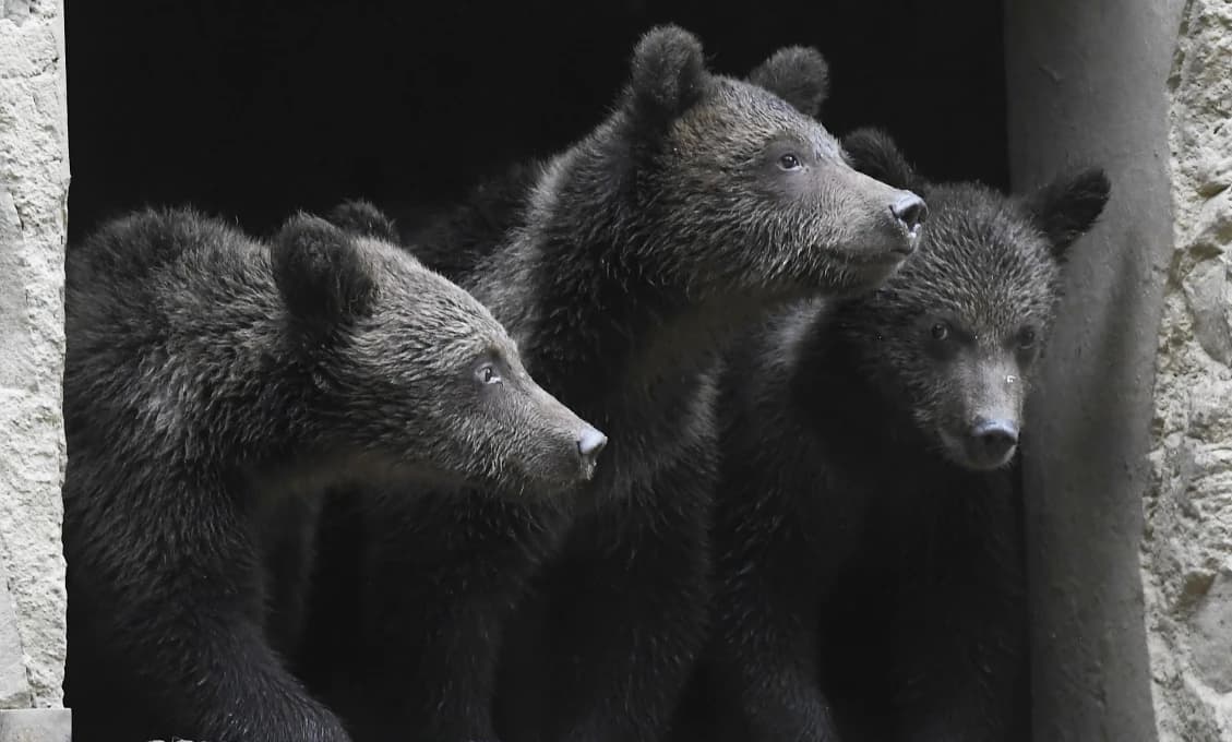 Alica, Hugo a Michal. Košická zoo predstavila tri medvedie mláďatá zachránené vo Vysokých Tatrách (FOTO)