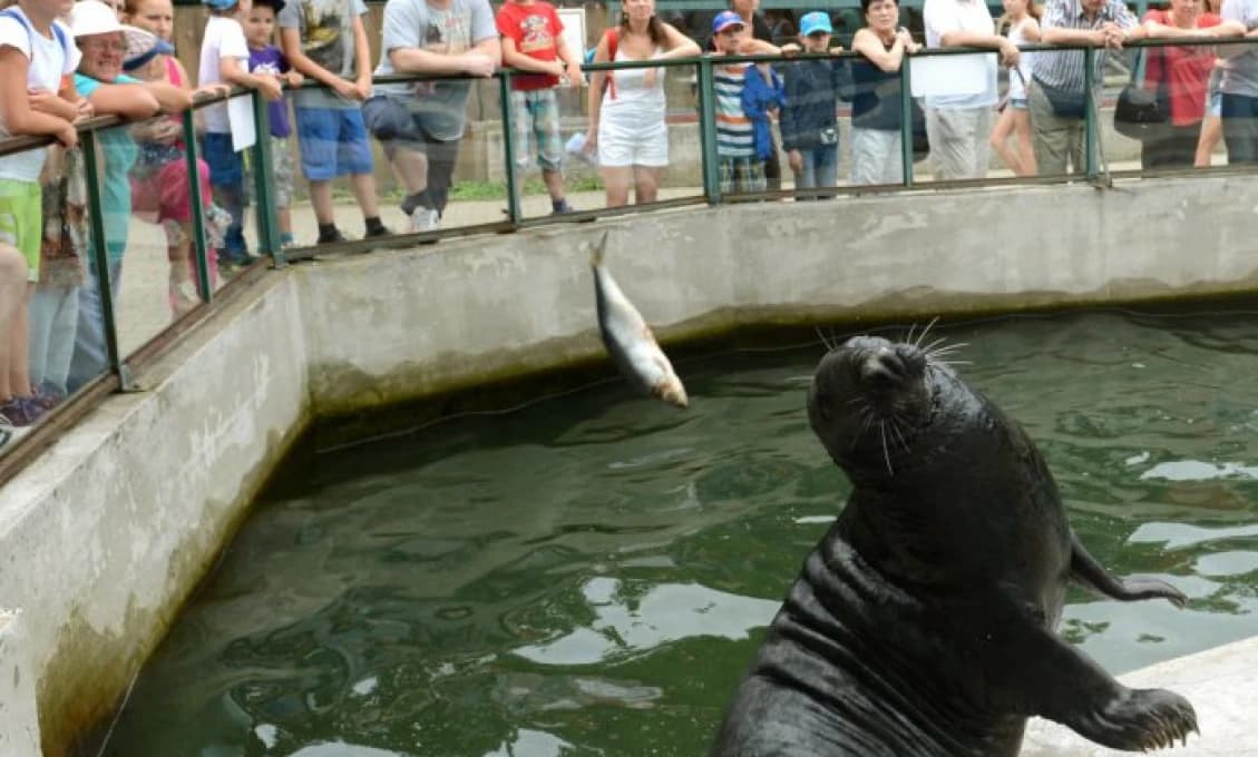 Košická zoo privítala 200 tisíc návštevníkov! Vedeli ste, že v areáli je možné aj prespať?
