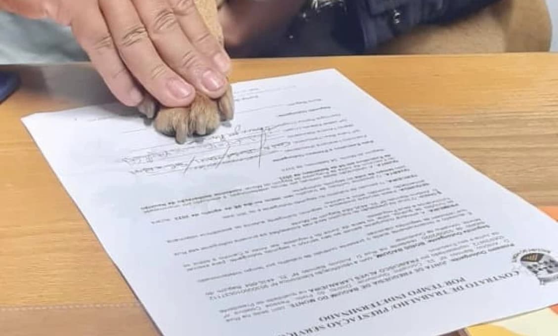 V Portugalsku zamestnali na radnici psa. Zmluva je na dobu neurčitú