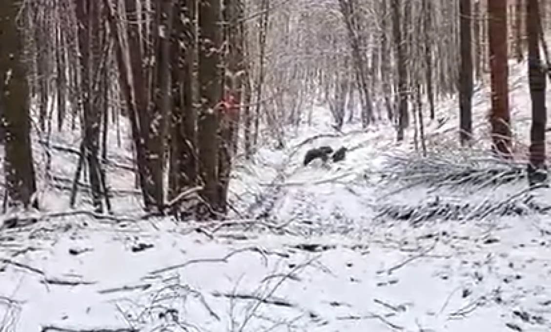 Absurdné. Napadne vás medveď, no vy budete enviropolíciou vyšetrovaný (VIDEO)