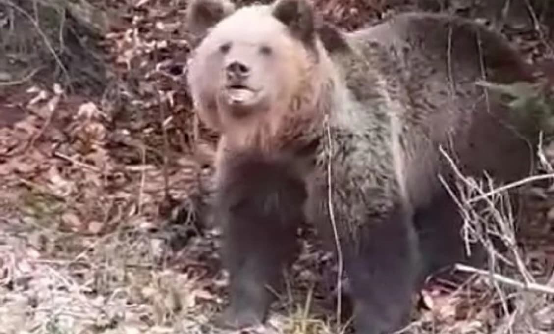 Medvede mieria do Národnej rady. Nie je na čo čakať! (VIDEO)
