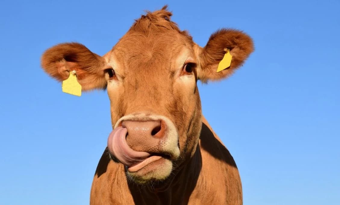 EÚ zas "potešila" farmárov. Pribudnú nové papiere a obmedzenia