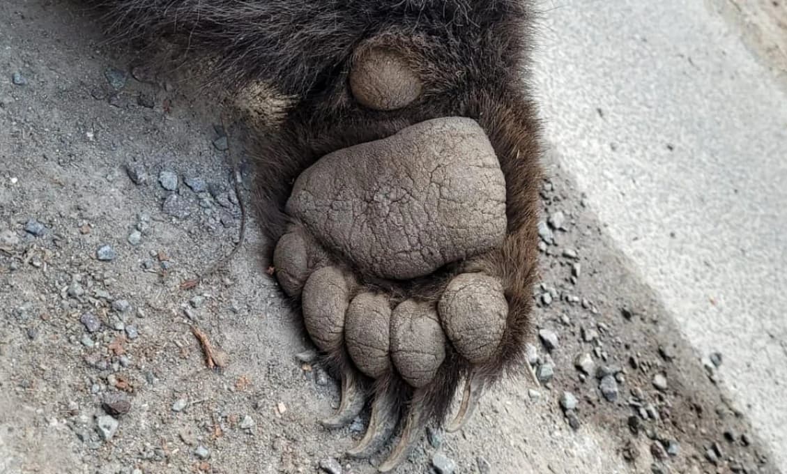 Zmena zákona, ktorá bude riešiť odstrel medveďa prešla s podporu KDH