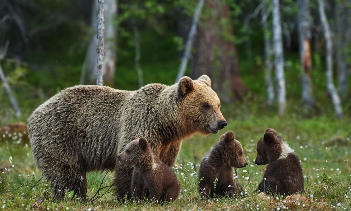 Vo Zvolene sa ukázal MEDVEĎ: Lokalitu monitorujú