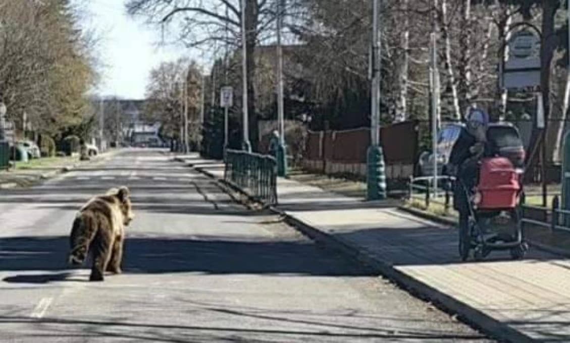 Odstrelom problémového medveďa v L. Mikuláši sa bude zaoberať enviropolícia