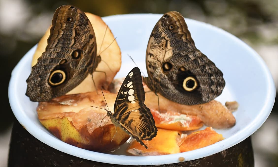 Botanickú záhradu opäť spestrujú lietajúce exotické motýle
