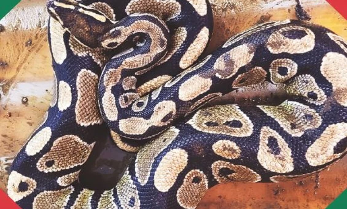 Pri Skalických rybníkoch odchytili pytóna kráľovského (FOTO)