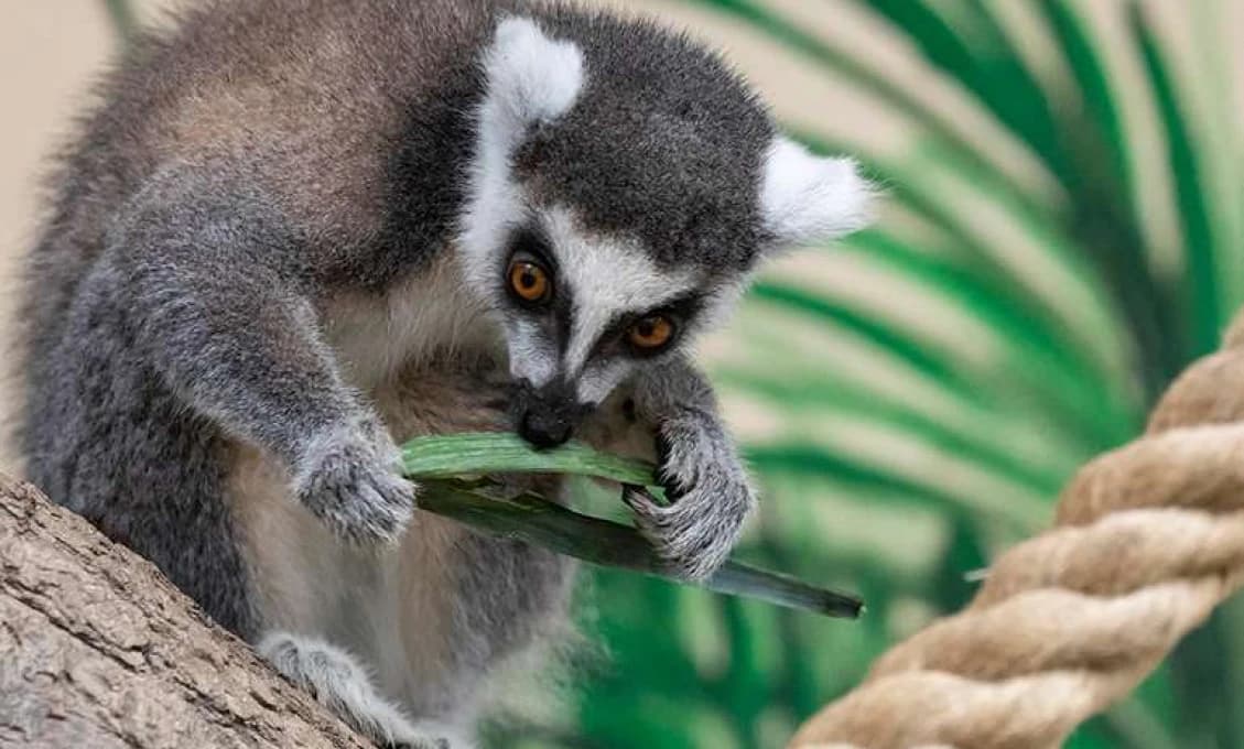 Dobrodružstvo na ostrove začína: Lemury v bratislavskej zoo dostali nový domov