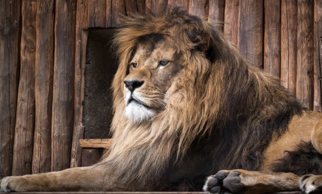 ZOO Bojnice smúti. Rozlúčili sa s Aslanom
