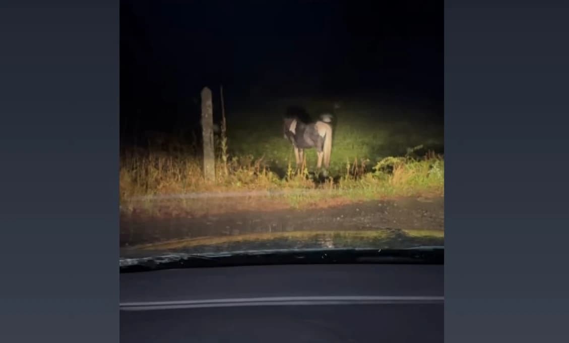 Hyenizmus chovateľa, ktorý nechal kone napospas vode, obrovské emócie dobrovoľníkov, ktorí ich zachraňovali