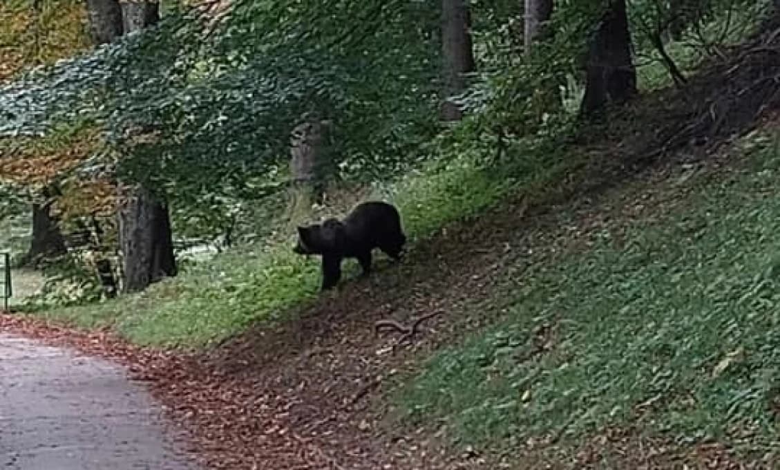 Polícia varuje aj kúpeľných hostí: V tomto meste hlásia výskyt medveďa (VIDEO)