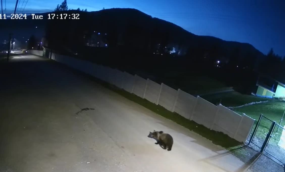 Hláška "Lebo medveď" naberá veľmi desivý význam. Aj vo väčších mestách