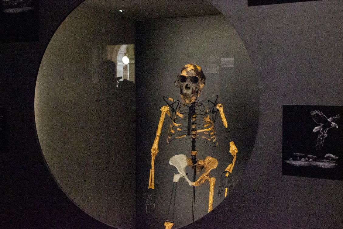 Na snímke kópia kostry australopiteka pomenovaného Lucy, ktorá je súčasťou expozície Ľudia a ich predkovia v Národnom múzeu v Prahe. Praha, 25. augusta 2025.