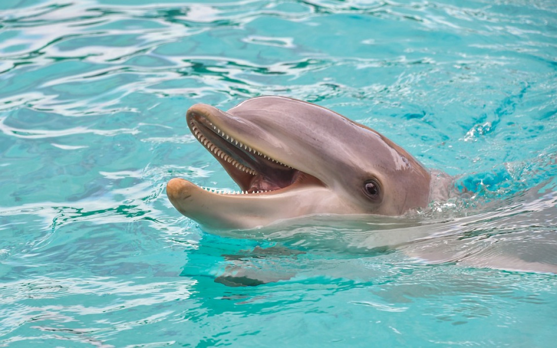 Delfíny môžu spať s jedným otvoreným okom
