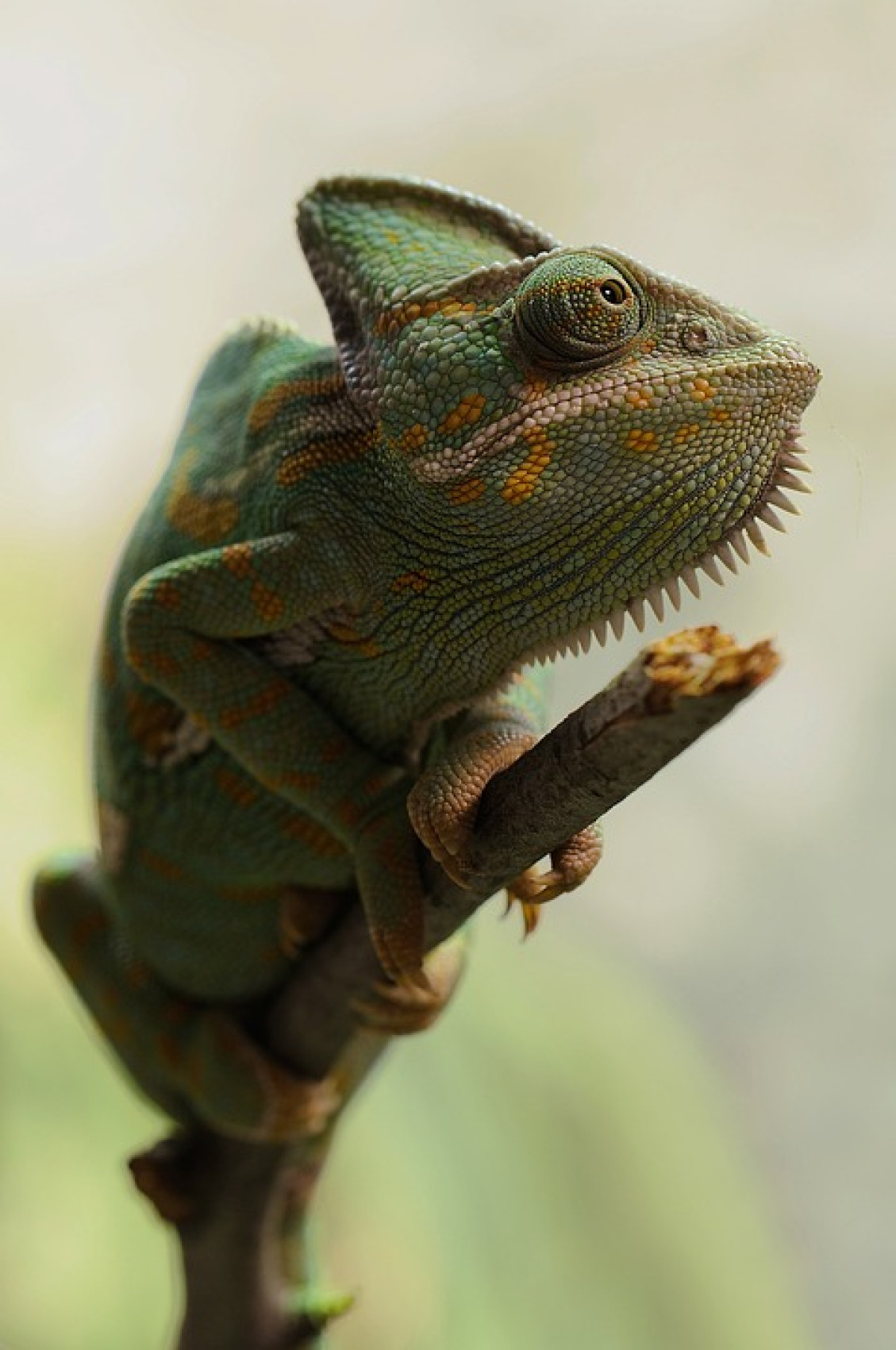 Chameleón môže pohybovať očami v dvoch smeroch naraz