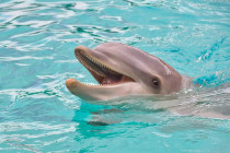 Delfíny môžu spať s jedným otvoreným okom